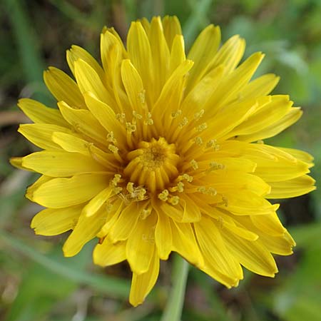 Taraxacum specH ? \ L�wenzahn / Dandelion, D Birkenheide 14.4.2018