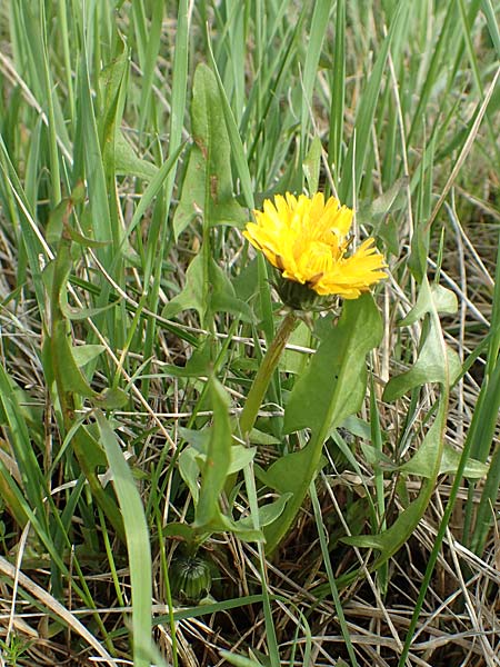 Taraxacum specH ? \ L�wenzahn / Dandelion, D Birkenheide 14.4.2018