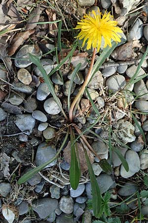 Taraxacum pauckertianum \ Pauckerts L�wenzahn / Pauckert's Dandelion, D Konstanz 24.4.2018