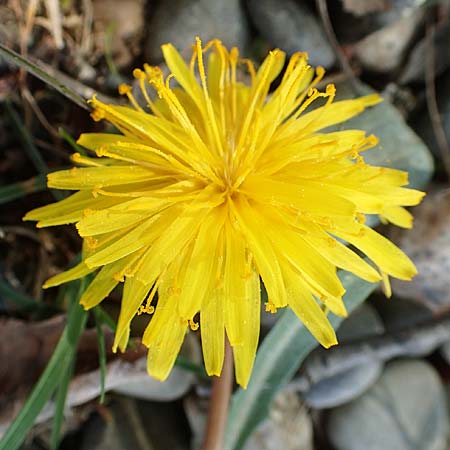 Taraxacum pauckertianum \ Pauckerts L�wenzahn / Pauckert's Dandelion, D Konstanz 24.4.2018