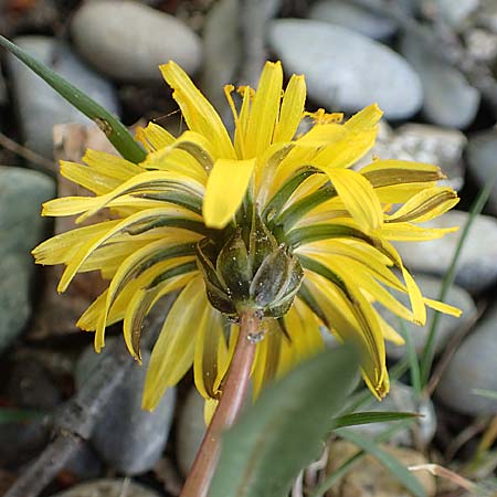 Taraxacum pauckertianum \ Pauckerts L�wenzahn / Pauckert's Dandelion, D Konstanz 24.4.2018