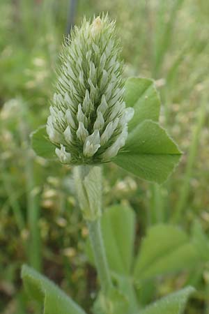 Trifolium incarnatum subsp. incarnatum \ Gew&ouml;hnlicher Inkarnat-Klee / Crimson Clover, D Alsbach-H&auml;hnlein 28.4.2018