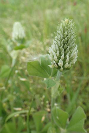 Trifolium incarnatum subsp. incarnatum \ Gew&ouml;hnlicher Inkarnat-Klee / Crimson Clover, D Alsbach-H&auml;hnlein 28.4.2018