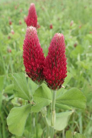 Trifolium incarnatum subsp. incarnatum \ Gew&ouml;hnlicher Inkarnat-Klee / Crimson Clover, D Alsbach-H&auml;hnlein 28.4.2018