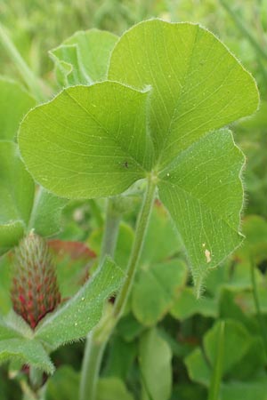 Trifolium incarnatum subsp. incarnatum \ Gew&ouml;hnlicher Inkarnat-Klee / Crimson Clover, D Alsbach-H&auml;hnlein 28.4.2018