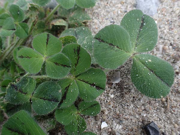 Trifolium incarnatum subsp. incarnatum \ Gew&ouml;hnlicher Inkarnat-Klee / Crimson Clover, D Wendtorf 18.9.2021