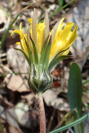 Taraxacum pauckertianum \ Pauckerts L�wenzahn / Pauckert's Dandelion, D Konstanz 24.4.2018