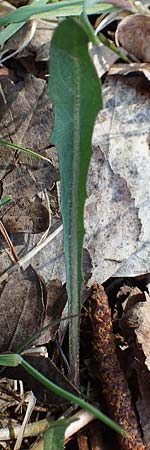 Taraxacum pauckertianum \ Pauckerts L�wenzahn / Pauckert's Dandelion, D Konstanz 24.4.2018