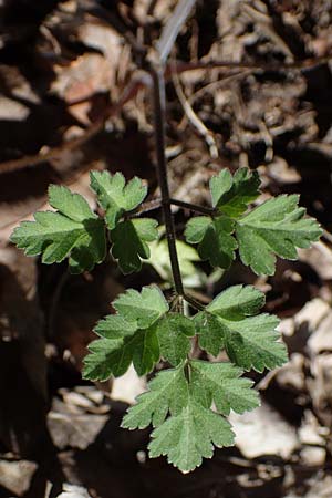 Torilis japonica \ Gew�hnlicher Klettenkerbel / Upright Hedge Parsley, D Erlenbach am Main 19.3.2022