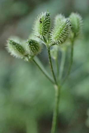 Torilis japonica \ Gew�hnlicher Klettenkerbel / Upright Hedge Parsley, D Heppenheim 30.7.2024