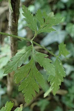 Torilis japonica \ Gew�hnlicher Klettenkerbel / Upright Hedge Parsley, D Heppenheim 30.7.2024