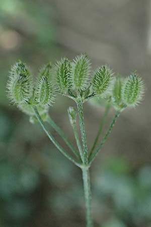 Torilis japonica \ Gew�hnlicher Klettenkerbel / Upright Hedge Parsley, D Heppenheim 30.7.2024