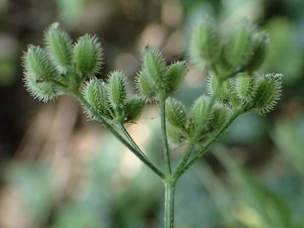 Torilis japonica \ Gew�hnlicher Klettenkerbel / Upright Hedge Parsley, D Heppenheim 30.7.2024