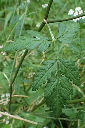 Torilis japonica \ Gew�hnlicher Klettenkerbel / Upright Hedge Parsley, D Wachenheim 4.8.2024