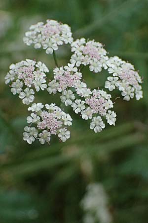 Torilis japonica \ Gew�hnlicher Klettenkerbel / Upright Hedge Parsley, D Wachenheim 4.8.2024