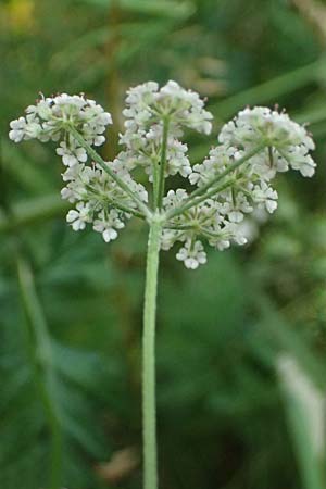 Torilis japonica \ Gew�hnlicher Klettenkerbel / Upright Hedge Parsley, D Wachenheim 4.8.2024