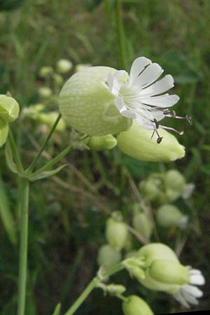 Silene vulgaris subsp. vulgaris \ Gew�hnliches Leimkraut, Taubenkropf-Leimkraut / Bladder Campion, D Sandhausen 25.5.2007