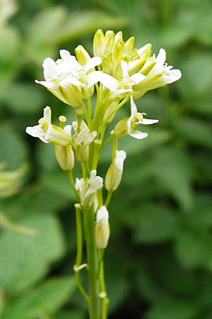 Turritis glabra \ Kahles Turmkraut, Kahle G�nsekresse / Tower Mustard, D Odenwald, Lindenfels 16.6.2015