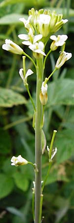 Turritis glabra \ Kahles Turmkraut, Kahle G�nsekresse / Tower Mustard, D Odenwald, Lindenfels 16.6.2015