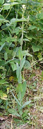 Turritis glabra \ Kahles Turmkraut, Kahle G�nsekresse / Tower Mustard, D Odenwald, Lindenfels 16.6.2015