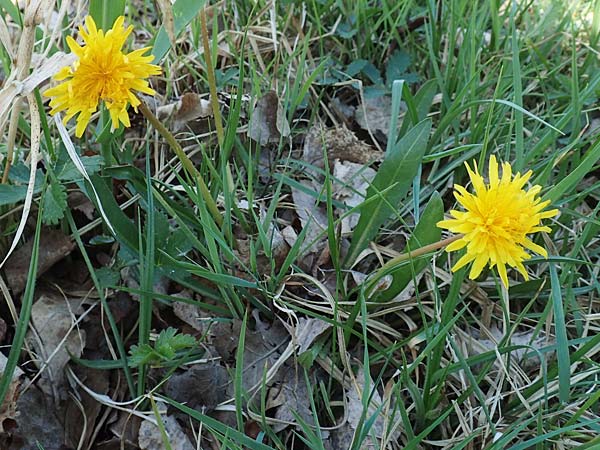 Taraxacum pauckertianum \ Pauckerts L�wenzahn / Pauckert's Dandelion, D Konstanz 24.4.2018