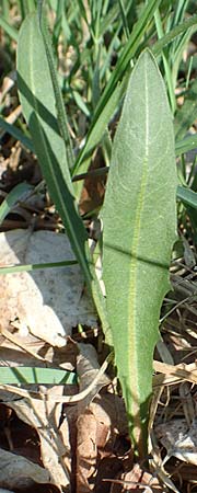 Taraxacum pauckertianum \ Pauckerts L�wenzahn / Pauckert's Dandelion, D Konstanz 24.4.2018