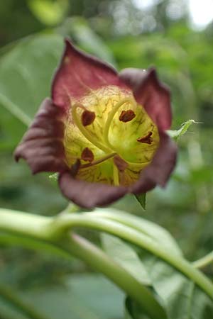 Atropa bella-donna \ Tollkirsche / Deadly Nightshade, D Wolfhagen 15.6.2019