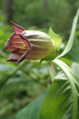 Atropa bella-donna \ Tollkirsche / Deadly Nightshade, D Wolfhagen 15.6.2019