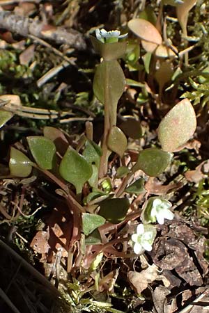 Claytonia perfoliata \ Gew�hnliches Tellerkraut, Kuba-Spinat / Miner's Lettuce, D Mannheim 4.4.2025