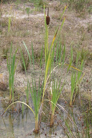 Typha latifolia \ Breitbl�ttriger Rohrkolben / Greater Bulrush, Cattail, Reedmace, D Wetter 7.9.2013