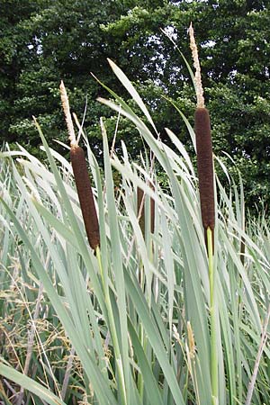 Typha latifolia \ Breitbl�ttriger Rohrkolben / Greater Bulrush, Cattail, Reedmace, D Grettstadt 18.7.2015