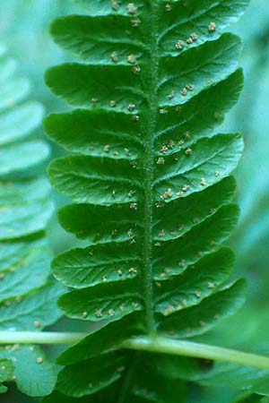 Oreopteris limbosperma \ Berg-Farn, Berg-Lappen-Farn / Sweet Mountain Fern, Lemon-Scented Fern, D Odenwald, Hammelbach 2.10.2015