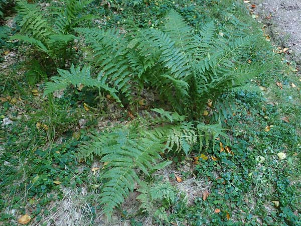 Oreopteris limbosperma \ Berg-Farn, Berg-Lappen-Farn / Sweet Mountain Fern, Lemon-Scented Fern, D Odenwald, Hammelbach 2.10.2015