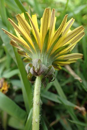 Taraxacum lacistophyllum \ Geschlitztbl�ttriger L�wenzahn / Cut-Leaved Dandelion, D Heusenstamm 16.4.2018
