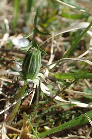 Taraxacum lacistophyllum \ Geschlitztbl�ttriger L�wenzahn / Cut-Leaved Dandelion, D Markgr&ouml;ningen 18.4.2018