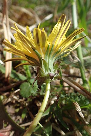 Taraxacum lacistophyllum \ Geschlitztbl�ttriger L�wenzahn / Cut-Leaved Dandelion, D Markgr&ouml;ningen 18.4.2018