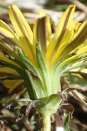 Taraxacum lacistophyllum \ Geschlitztbl�ttriger L�wenzahn / Cut-Leaved Dandelion, D Markgr&ouml;ningen 18.4.2018