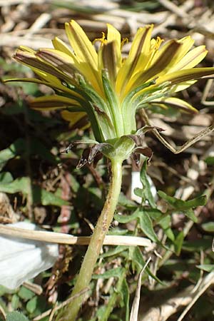 Taraxacum lacistophyllum \ Geschlitztbl�ttriger L�wenzahn / Cut-Leaved Dandelion, D Markgr&ouml;ningen 18.4.2018