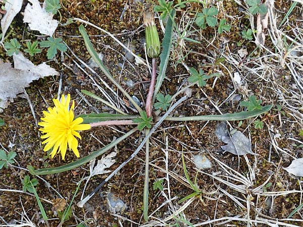 Taraxacum pauckertianum \ Pauckerts L�wenzahn / Pauckert's Dandelion, D Konstanz 24.4.2018