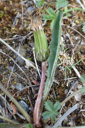Taraxacum pauckertianum \ Pauckerts L�wenzahn / Pauckert's Dandelion, D Konstanz 24.4.2018
