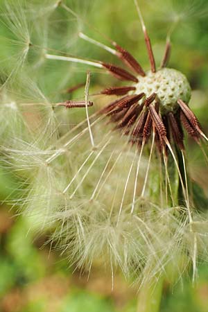 Taraxacum lacistophyllum \ Geschlitztbl�ttriger L�wenzahn / Cut-Leaved Dandelion, D Walldorf 25.4.2018