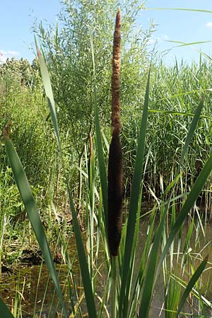 Typha latifolia \ Breitbl�ttriger Rohrkolben / Greater Bulrush, Cattail, Reedmace, D Hochheim am Main 20.6.2018