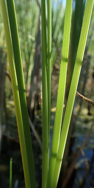 Typha laxmannii \ Laxmanns Rohrkolben / Laxmann's Bulrush, D Hochheim am Main 20.6.2018