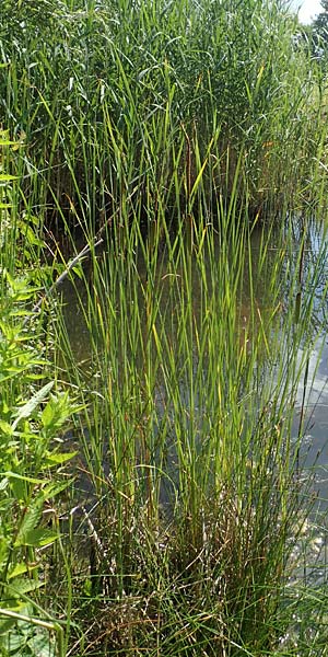 Typha laxmannii \ Laxmanns Rohrkolben / Laxmann's Bulrush, D Hochheim am Main 20.6.2018