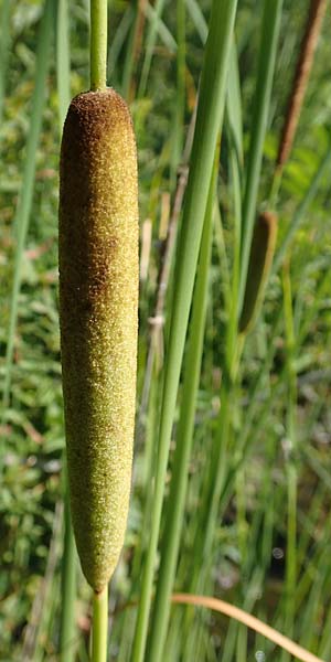 Typha laxmannii \ Laxmanns Rohrkolben / Laxmann's Bulrush, D Hochheim am Main 20.6.2018