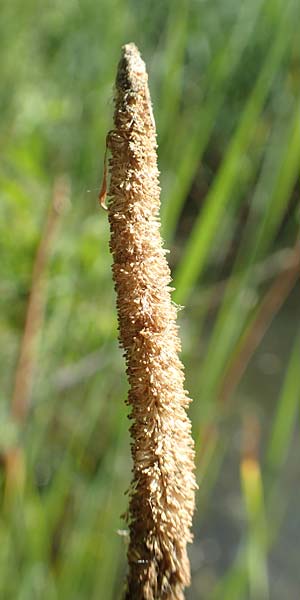 Typha laxmannii \ Laxmanns Rohrkolben / Laxmann's Bulrush, D Hochheim am Main 20.6.2018