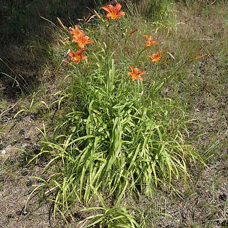 Hemerocallis fulva \ Gelbrote Taglilie / Common Day Lily, D Seeheim an der Bergstra&szlig;e 24.6.2019