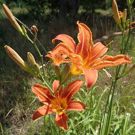 Hemerocallis fulva \ Gelbrote Taglilie / Common Day Lily, D Seeheim an der Bergstra&szlig;e 24.6.2019
