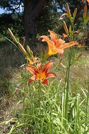 Hemerocallis fulva \ Gelbrote Taglilie / Common Day Lily, D Seeheim an der Bergstra&szlig;e 24.6.2019