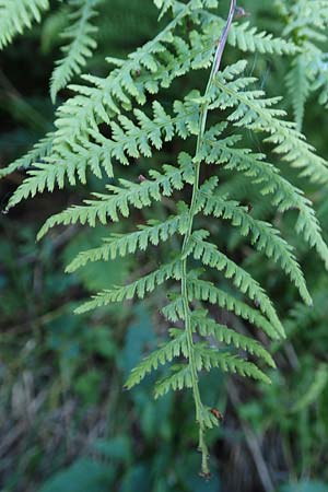 Athyrium filix-femina \ Frauenfarn / Common Lady Fern, D Hornisgrinde 4.9.2019